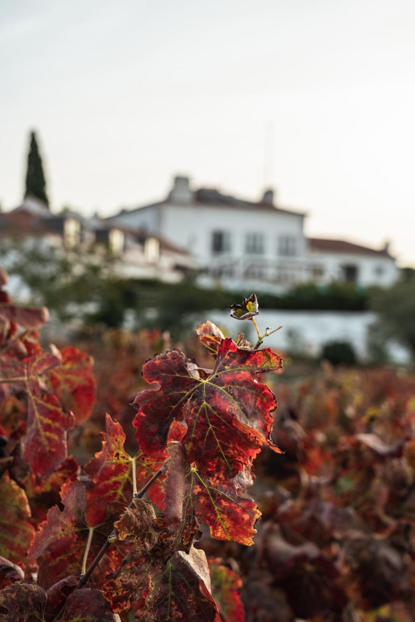 Hotel Casa Palmela - Small Luxury Hotels Of The World, Hotel & Villas Setubal Ngoại thất bức ảnh